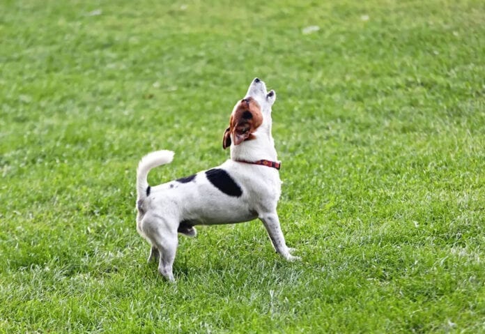 Chien