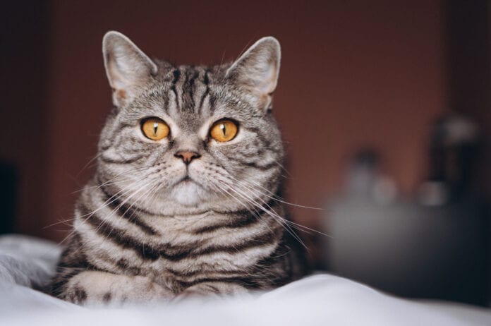 Chat