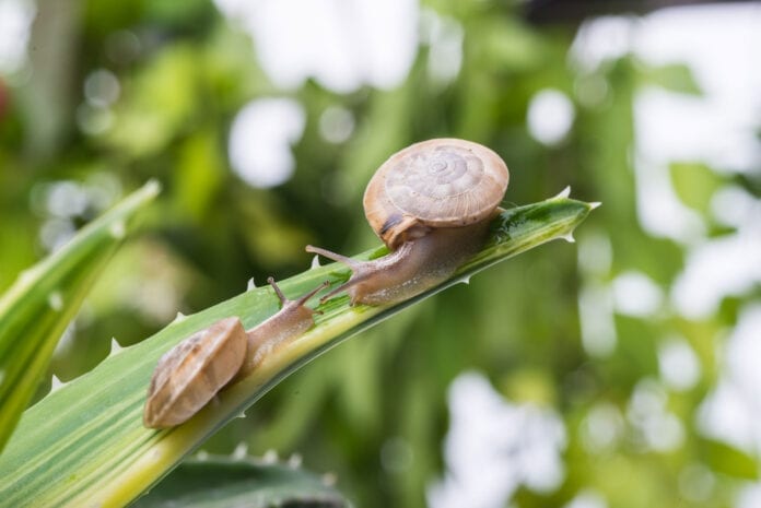 Escargots